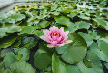 Water lily in the pond