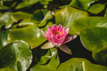 Water lily in the pond