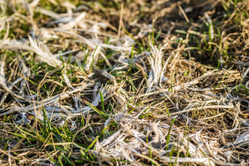 Plucked chicken feathers
