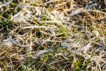 Plucked chicken feathers