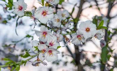 blAlmond blossom. Spring background blossoms Almond Jerusalim