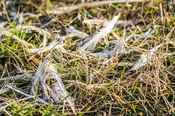 Plucked chicken feathers