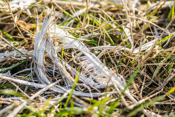Plucked chicken feathers