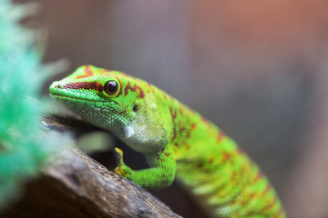 Fototapeta premium Portrait Madagaskar Taggecko. Phelsuma grandis. Felsuma Madagascar or day Gecko poisonous green sits on a tree branch in a terrarium in a pet store