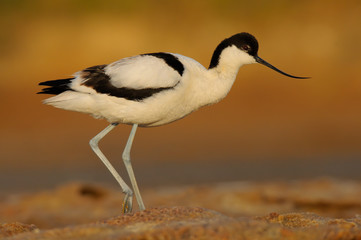 Common Avocet - Recurvirostra avosetta - Alfaiate - bird