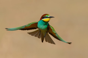 European Bee eater - Merops Apiaster - Abelharuco - bird
