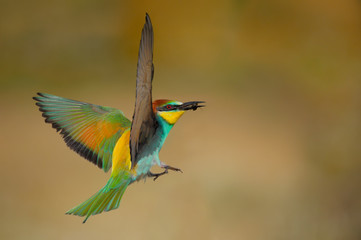 European Bee eater - Merops Apiaster - Abelharuco - bird