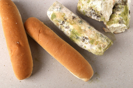 Mold On Bread. Best Before Date Has Expired A Long Time Ago With This Moldy Food. Space For Text.