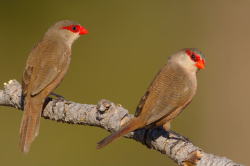 Common waxbill - Estrilda astrild - Bico de lacre - bird
