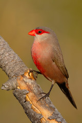 Common waxbill - Estrilda astrild - Bico de lacre - bird