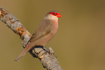 Common waxbill - Estrilda astrild - Bico de lacre - bird