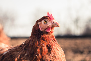 Close up portrait (blurred background) of brown hen in the garden on sunny day. Beautiful hen with  pretty eyes looking and posing to camera on barnyard. Chicken resting on the meadow at sunset.