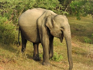 The baby elephant walks in the green jungle on a clear Sunny day in the Yala national Park in Sri...