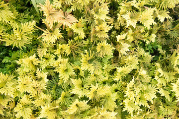 Natural background images created by humans