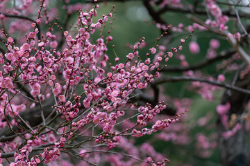 Pink plum blossom, Japanese apricot, Ume