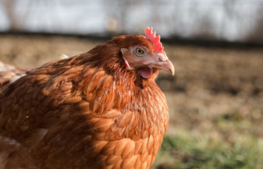 Close up portrait (blurred background) of brown hen in the garden on sunny day. Beautiful hen with  pretty eyes looking and posing to camera on barnyard. Chicken resting on the meadow at sunset.