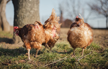 Group of hens feeding on barn yard on sunset.  Brown hens looking for food in farm yard. Chickens standing and walking on green grass in spring time.