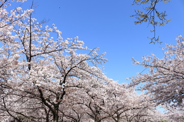 さくら