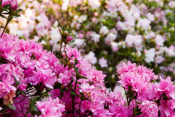 Azalea Flowers in Bloom with Blurred Flowered Background