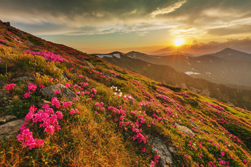 Flowering of Carpathian rhododendron on the Ukrainian mountain slopes overlooking the summits of Hoverla and Petros with a fantastic morning and evening sky with colorful clouds.