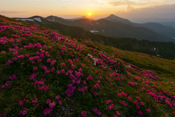 Fototapeta premium Flowering of Carpathian rhododendron on the Ukrainian mountain slopes overlooking the summits of Hoverla and Petros with a fantastic morning and evening sky with colorful clouds.