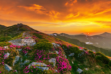 Plakat Flowering of Carpathian rhododendron on the Ukrainian mountain slopes overlooking the summits of Hoverla and Petros with a fantastic morning and evening sky with colorful clouds.