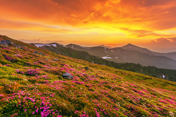 Fototapeta na wymiar Flowering of Carpathian rhododendron on the Ukrainian mountain slopes overlooking the summits of Hoverla and Petros with a fantastic morning and evening sky with colorful clouds.