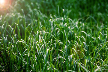 a green lawn in the sunshine
