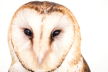 Owl face in high resolution, owl isolated.