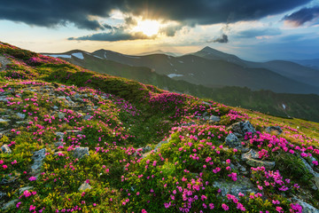 Fototapeta na wymiar Flowering of Carpathian rhododendron on the Ukrainian mountain slopes overlooking the summits of Hoverla and Petros with a fantastic morning and evening sky with colorful clouds.