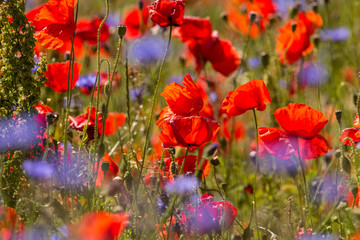 blooming poppies with cornflowers, close
