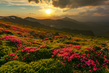 Naklejka na ściany i meble Flowering of Carpathian rhododendron on the Ukrainian mountain slopes overlooking the summits of Hoverla and Petros with a fantastic morning and evening sky with colorful clouds.