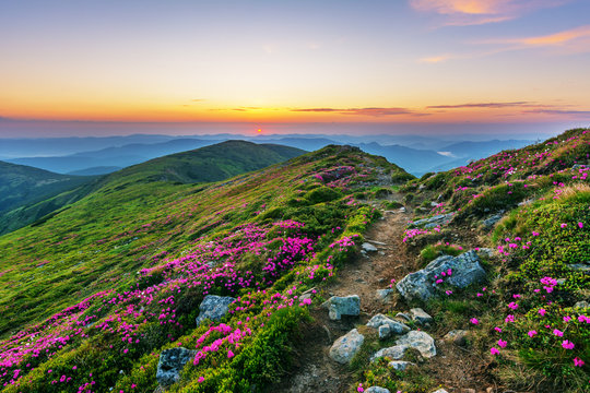 Flowering of Carpathian rhododendron on the Ukrainian mountain slopes overlooking the summits of Hoverla and Petros with a fantastic morning and evening sky with colorful clouds.