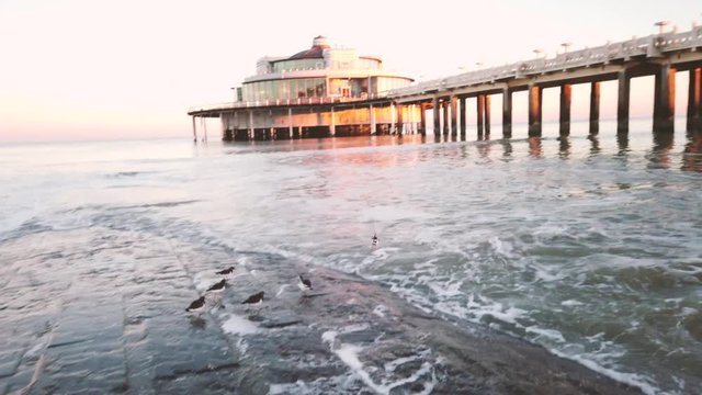 Small birds on the pier next to the sea in the Belgian town of Blankenberge during the sunrise
