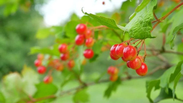 Bunches of red viburnum opulus berries on a branch