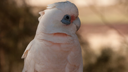 litte corella, portrait