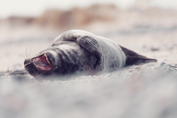 Young atlantic Harbor seal, Phoca vitulina, detail portrait, at the beach of island Helgoland, Dune, Germany in spring