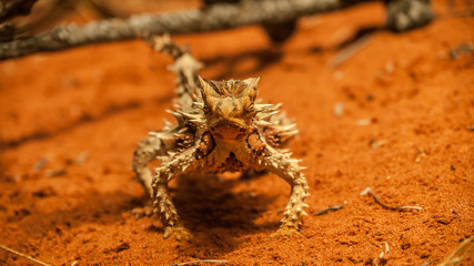 thorny devil on red sand