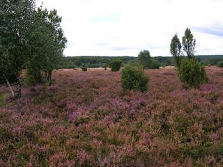 Obraz premium im September, wenn die Heide blüht...