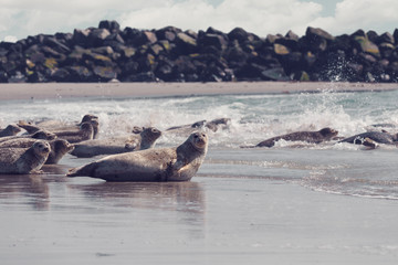atlantic Harbor seal, Phoca vitulina, at the beach of island Helgoland, Dune, Germany in spring