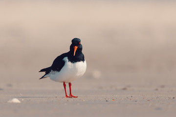 bird Eurasian oystercatcher, Haematopus ostralegus on the beach in Helgoland island, north sea, Germany