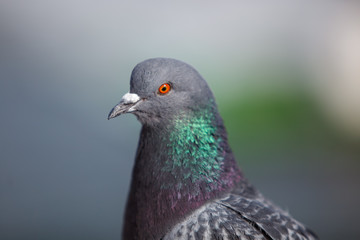 rock pigeon