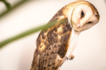 Owl face in high resolution, owl isolated.