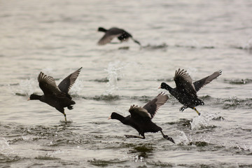 Folaghe (Fulica atra) in corsa sull'acqua per il decollo