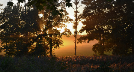 Fototapeta na wymiar Orange sunset through trees with fog