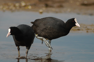 Folaghe (fulica atra) nello stagno,primo piano