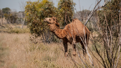 dromedary in australian outback 