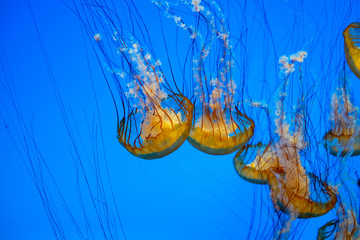 Jellyfish swimming in the open sea