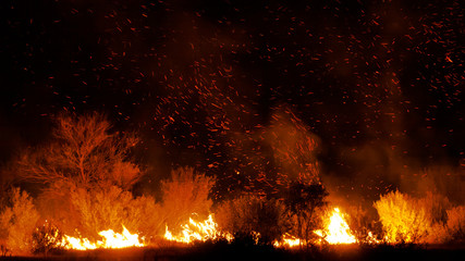 bushfire in grassland with trees in australia - obrazy, fototapety, plakaty