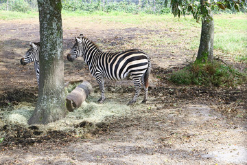 木陰で休む２匹のシマウマ